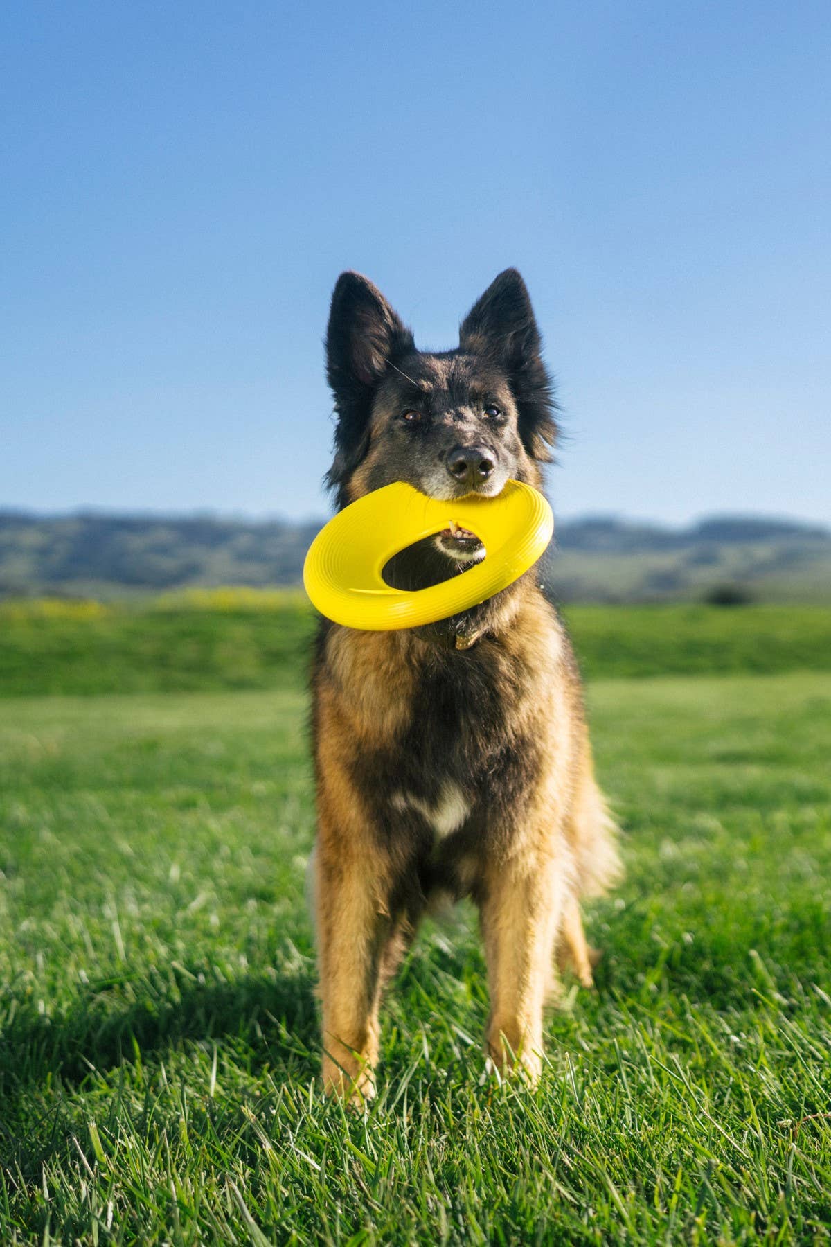 Earth Rated TPE Flyer Dog Toy, Large Yellow