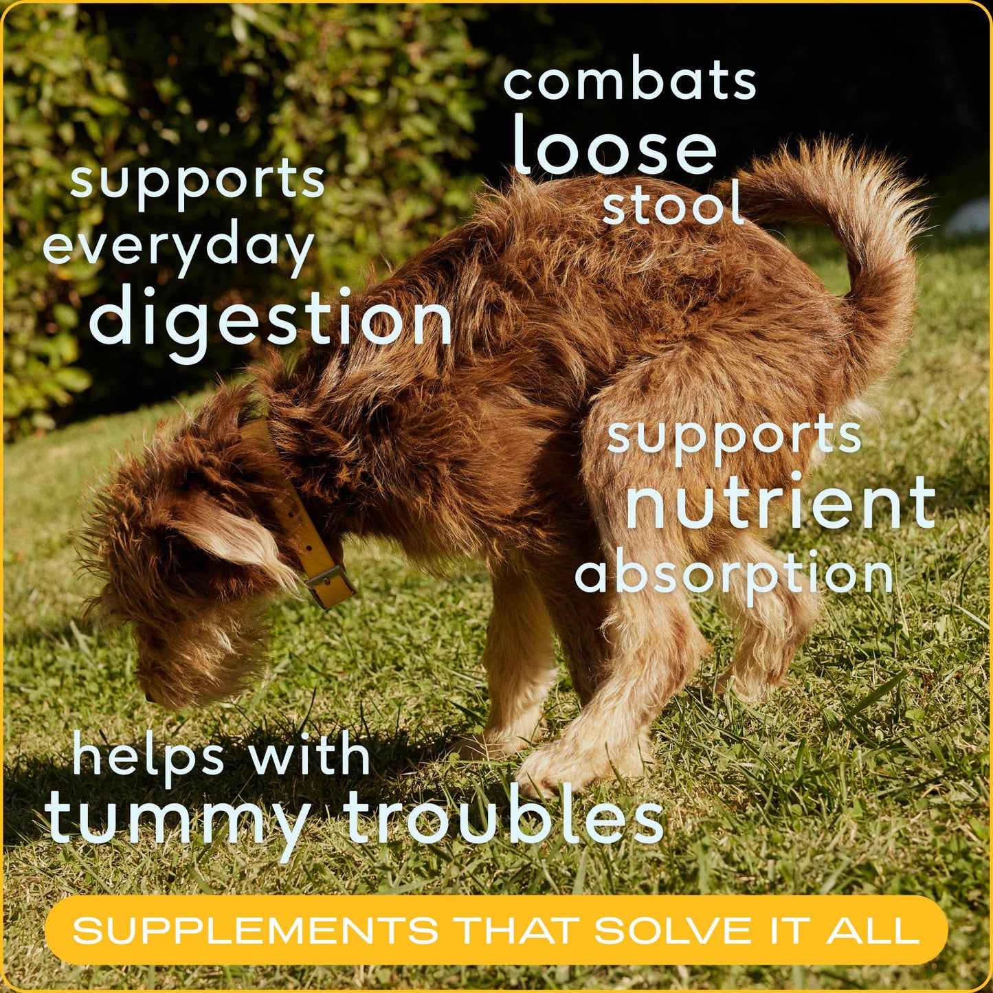 Organic Pumpkin Fiber Powder, Digestive Supplement for Dogs