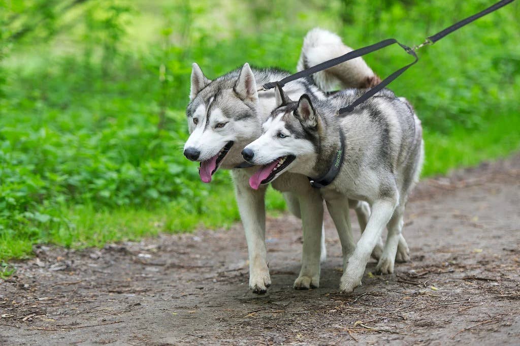 Adjustable Length Double Dog Leash