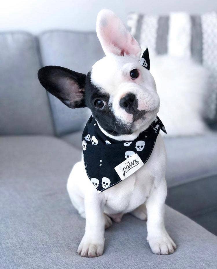 One Eyed Honey Dog Bandana