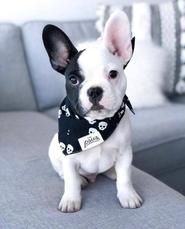 One Eyed Honey Dog Bandana