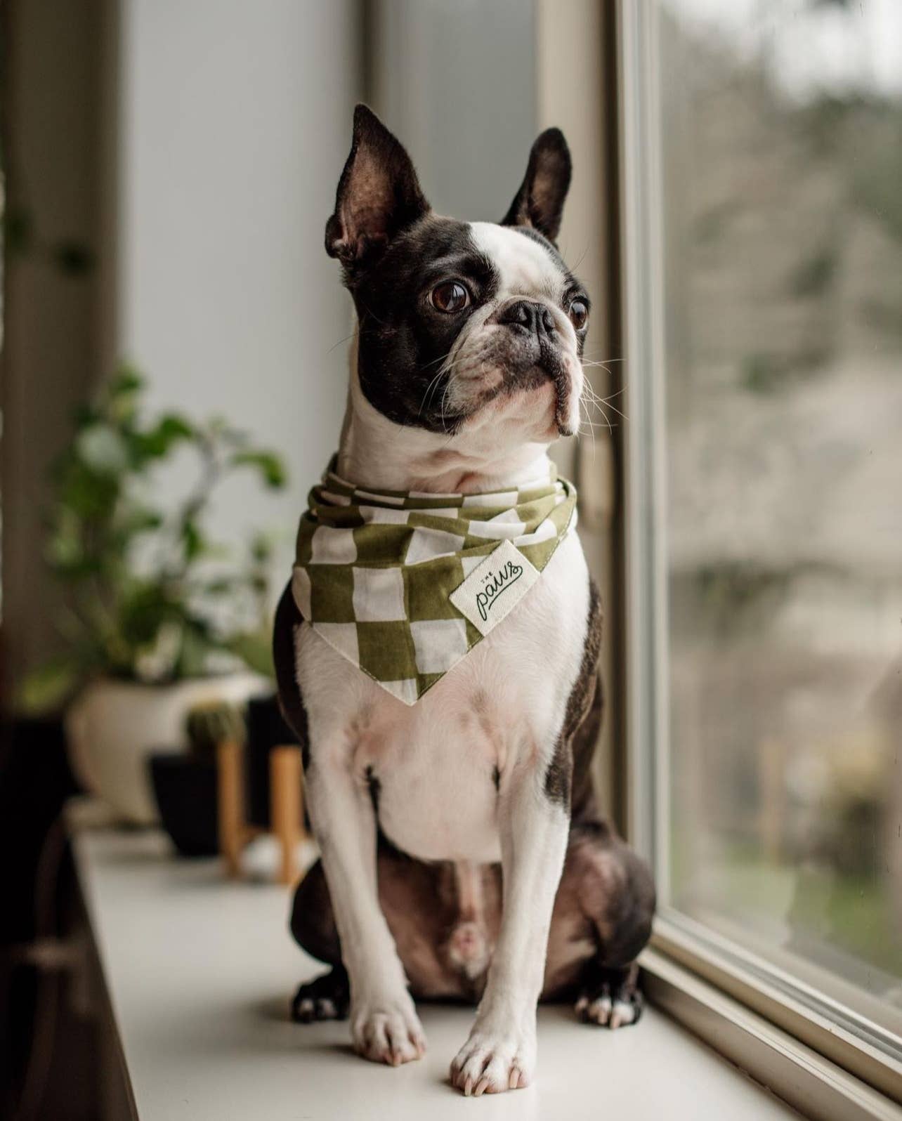 Olive My Dog  Bandana