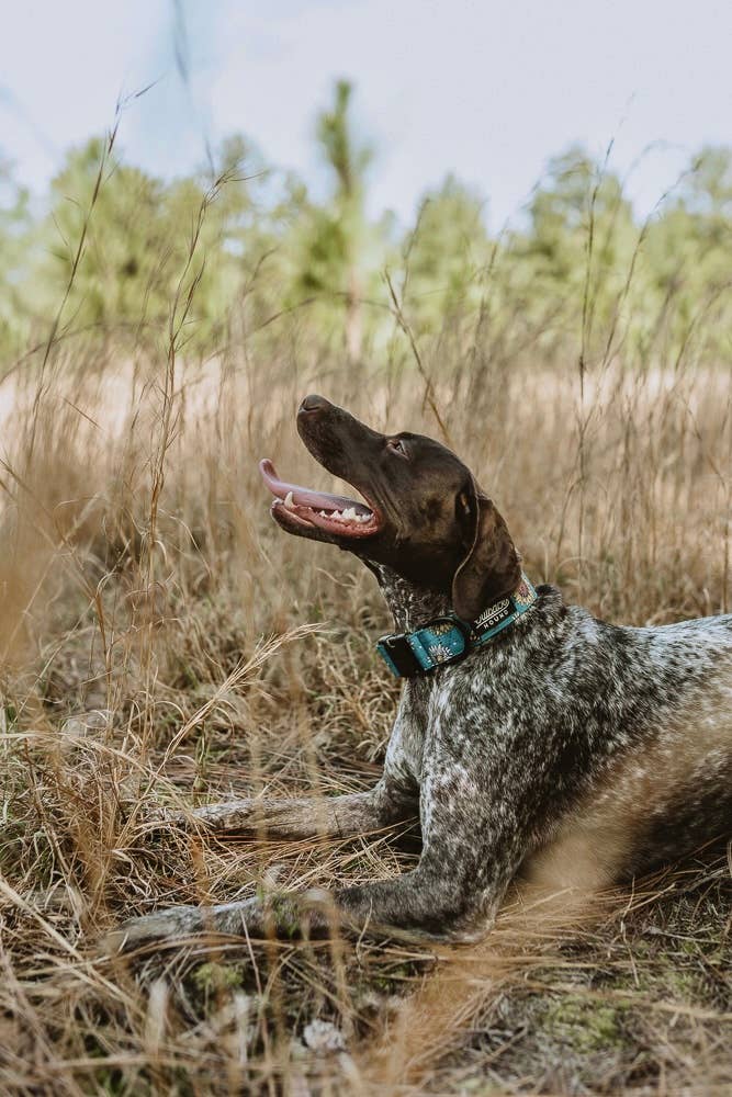 Bees Knees Teal Dog Collar