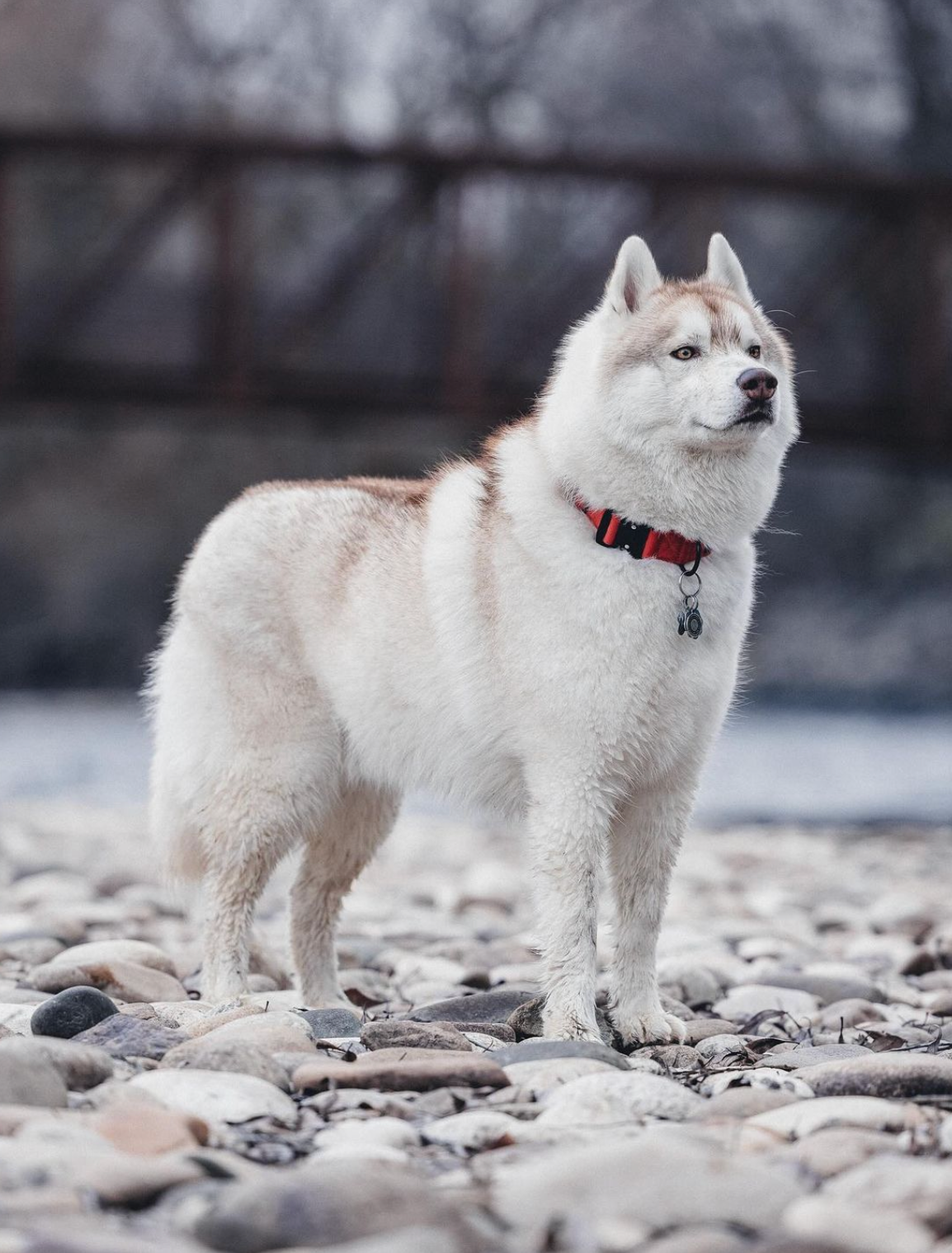 Burnt Orange Premium Dog Collar