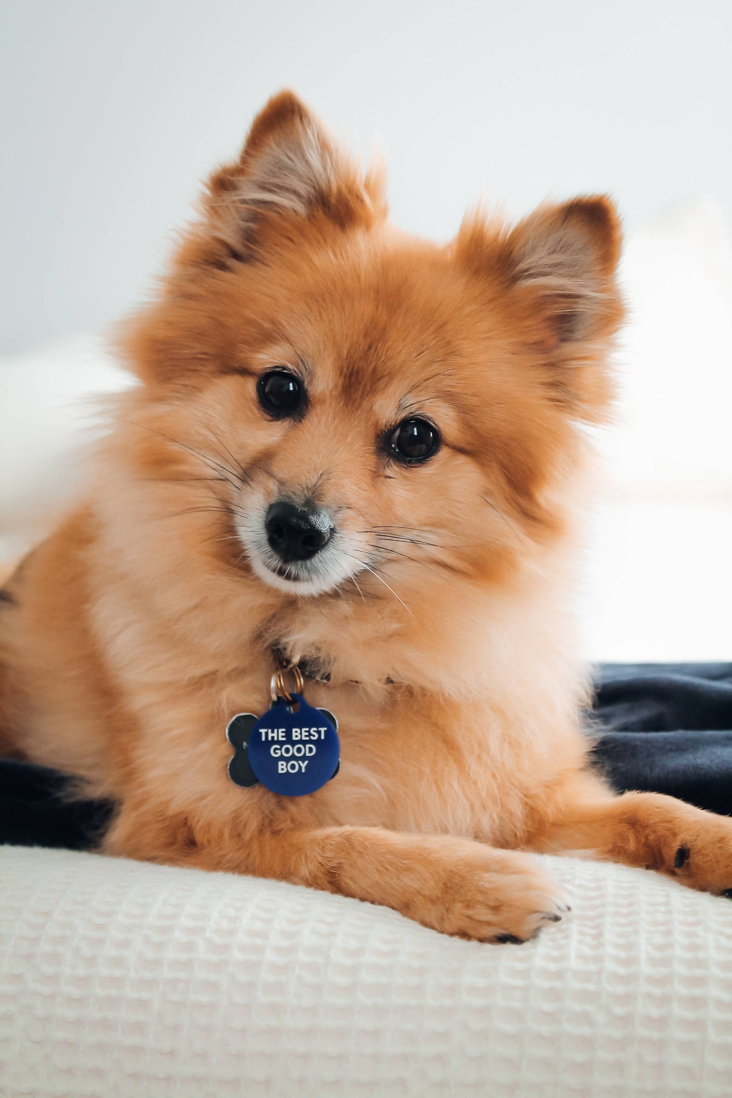 The Best Good Boy Pet Tag