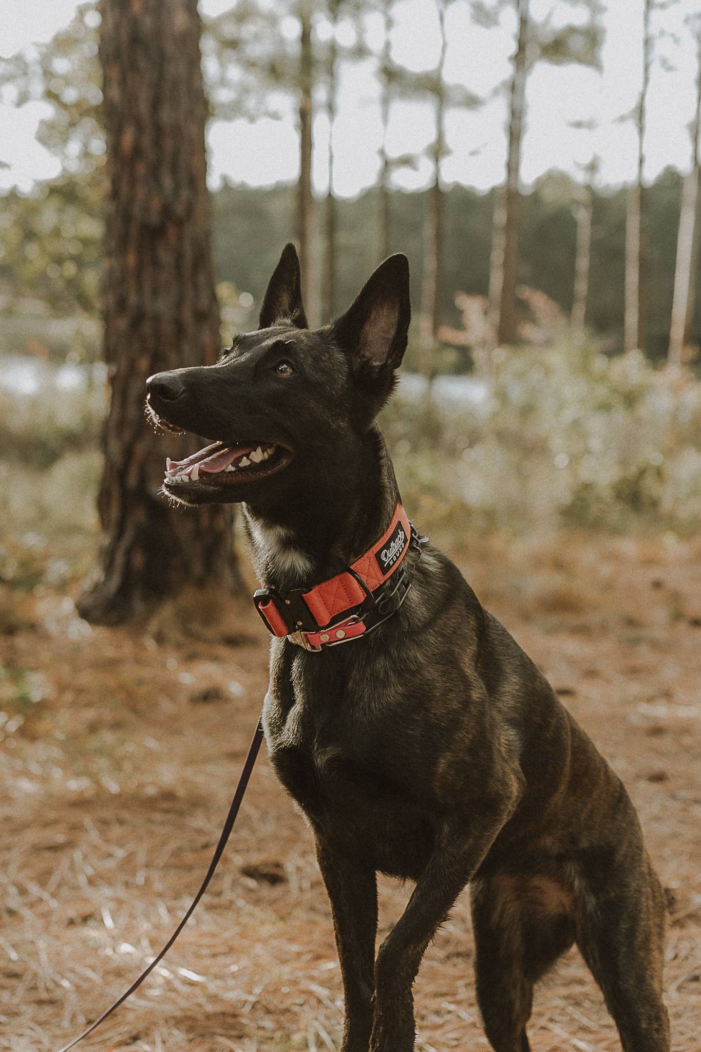 Burnt Orange Premium Dog Collar