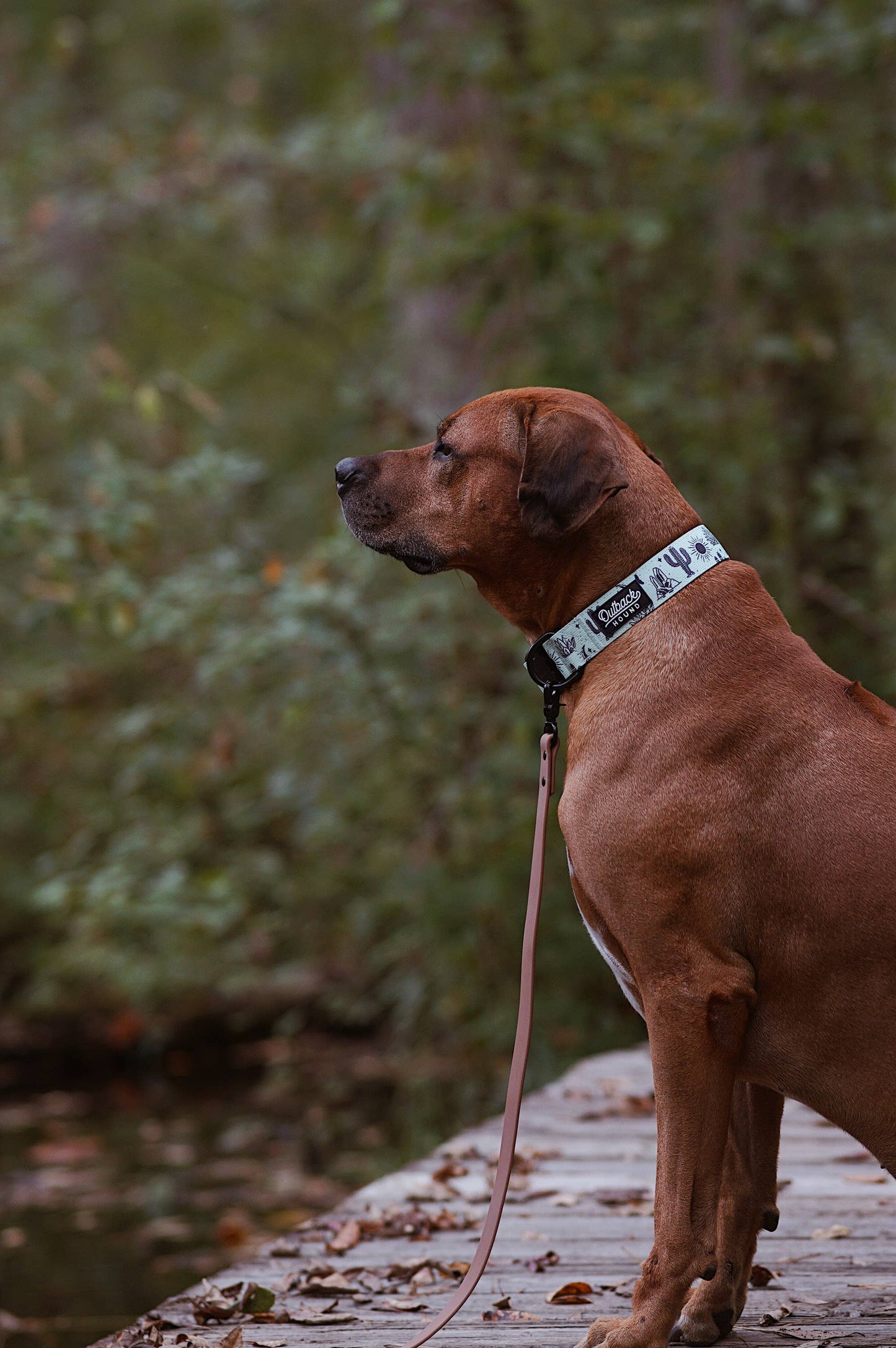 Agave Dog Collar