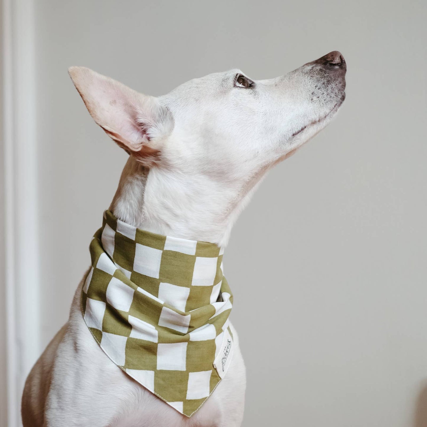 Olive My Dog  Bandana