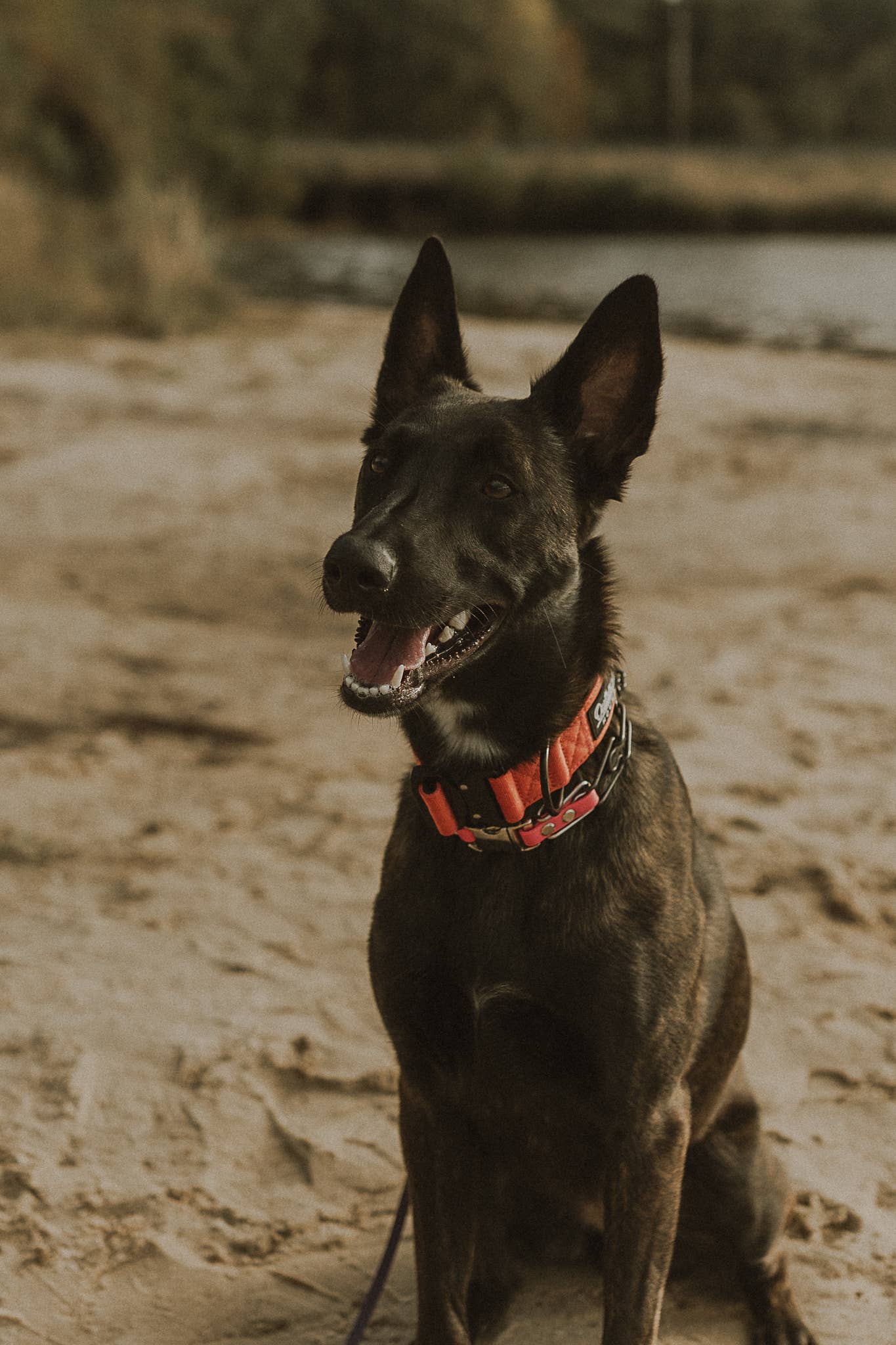 Burnt Orange Premium Dog Collar